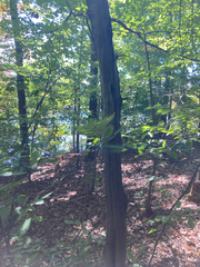 Carpinus caroliniana