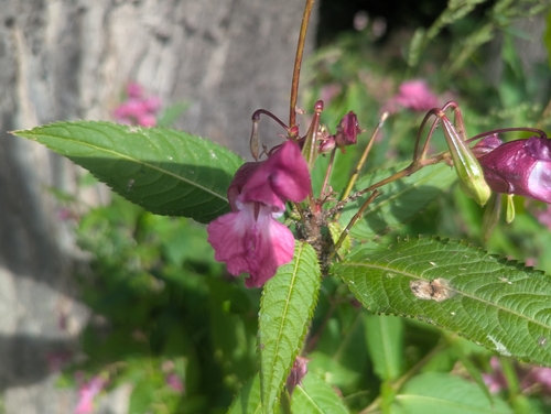 Himalayan balsam