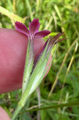 Dianthus armeria, photograph (c) Patrice Dupont, some rights reserved (CC BY)