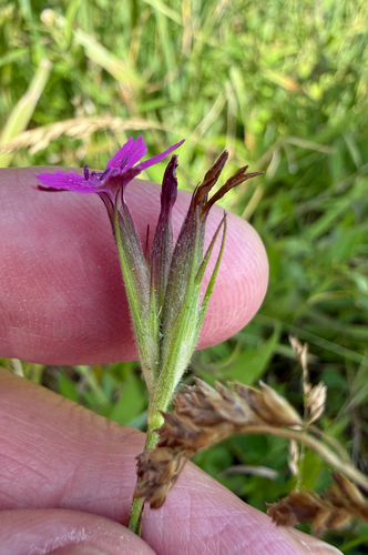 Dianthus armeria, photograph 4