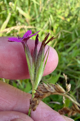 Dianthus armeria, photograph (c) Patrice Dupont, some rights reserved (CC BY)