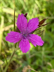 Dianthus armeria, photograph (c) Patrice Dupont, some rights reserved (CC BY)