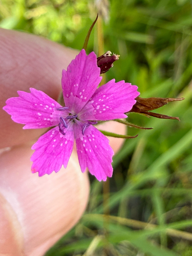 Dianthus armeria, photograph 3