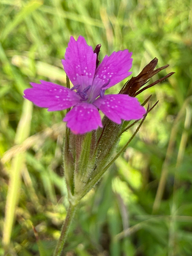 Dianthus armeria