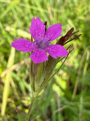 Dianthus armeria