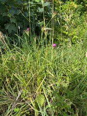 Dianthus armeria, photograph (c) Patrice Dupont, some rights reserved (CC BY)