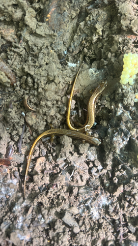 Northern Two-lined Salamander
