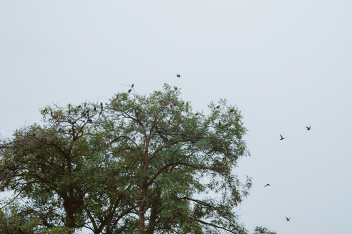 European Starling
