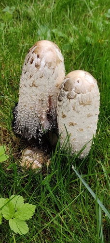 Shaggy Mane