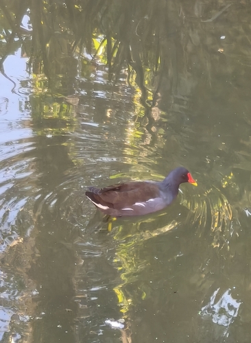 Eurasian Moorhen