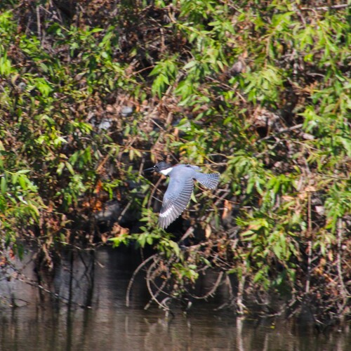 Belted Kingfisher