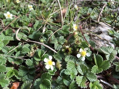 Fragaria hayatae
