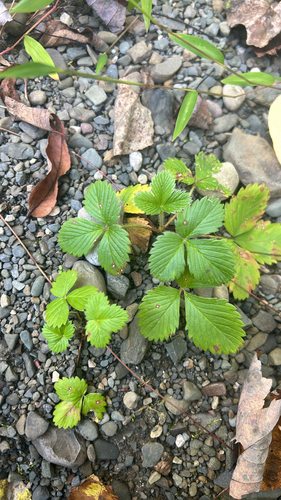 woodland strawberry