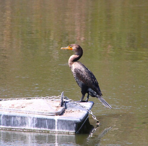Double-crested Cormorant