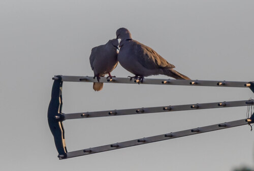 Eurasian Collared-Dove