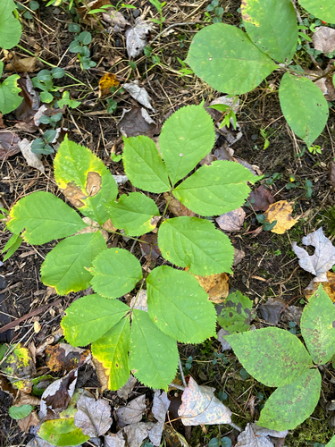 Aralia nudicaulis, photograph 5