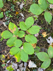 Aralia nudicaulis, photograph author not stated, no rights reserved