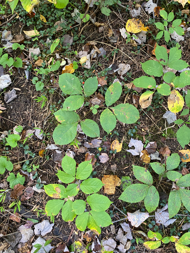 Aralia nudicaulis, photograph 6