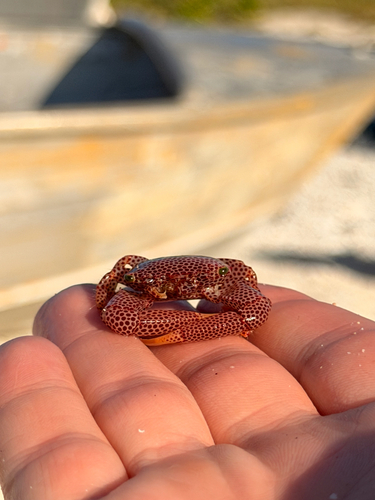 Trapezia rufopunctata observed 2026-09-25