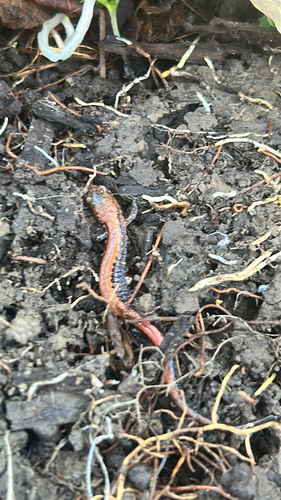 Eastern Red-backed Salamander
