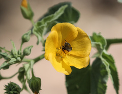 Abutilon hannii
