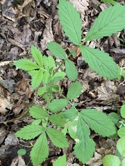 Agrimonia rostellata