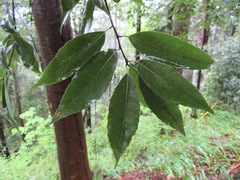 Quercus myrsinifolia