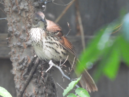 Brown Thrasher
