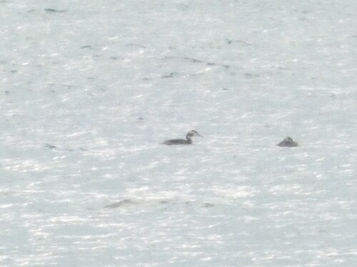 Great Crested Grebe