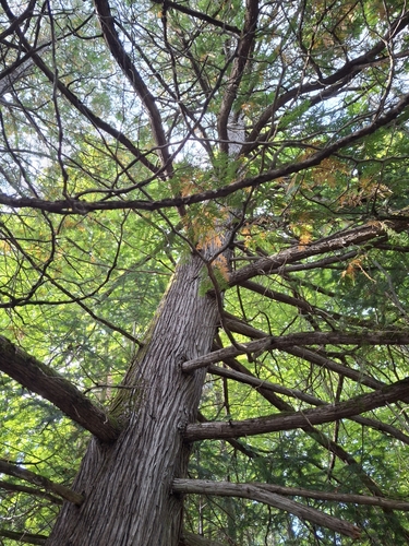 northern whitecedar