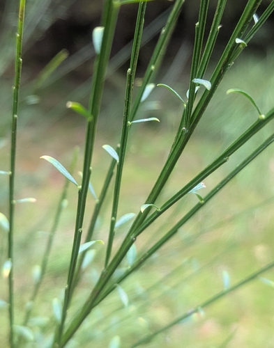 Scotch Broom