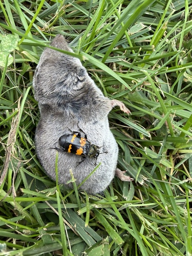 Tomentose Burying Beetle