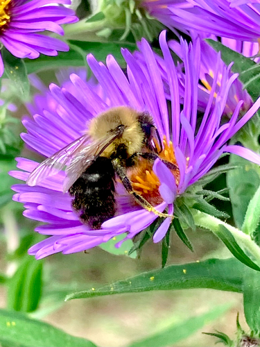 Common Eastern Bumble Bee