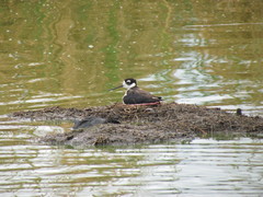 Himantopus mexicanus