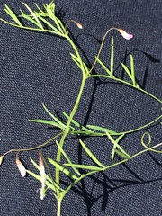 Vicia tetrasperma