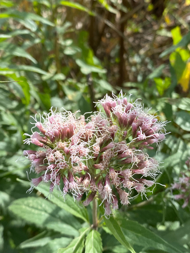 hemp agrimony