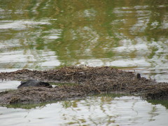 Himantopus mexicanus