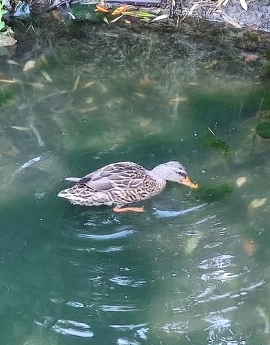 Mallard