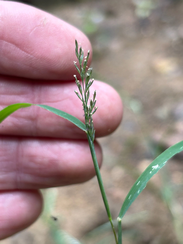 Muhlenbergia frondosa observed 2026-09-25