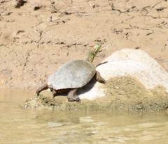 Trachemys gaigeae
