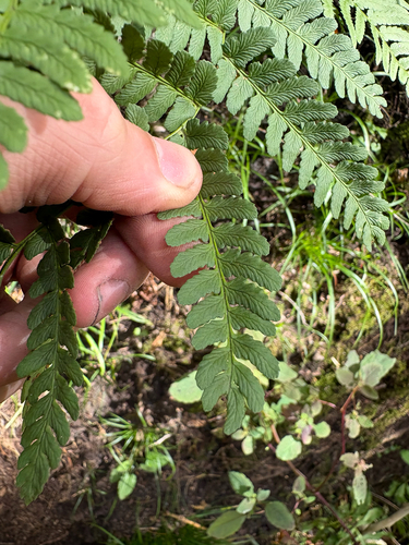 marginal wood fern