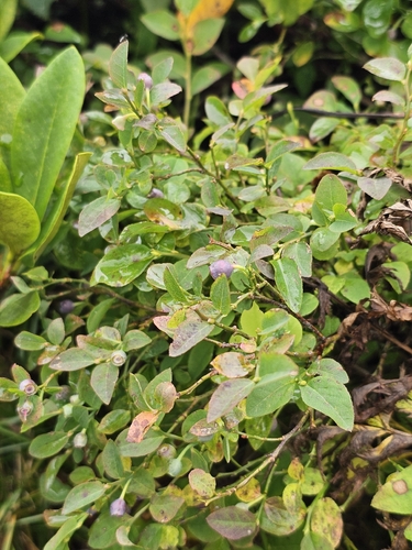 Vaccinium myrtillus, photograph 5