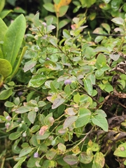 (c) Анна, some rights reserved (CC BY) Vaccinium myrtillus, photograph (c) Анна, some rights reserved (CC BY)