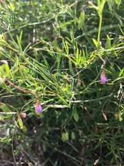 Vicia tetrasperma