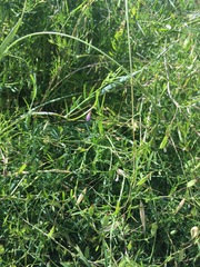 Vicia tetrasperma