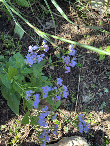 blue mistflower