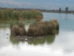 Himantopus mexicanus