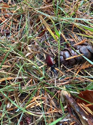 Narrow-collared Snail-eating Beetle