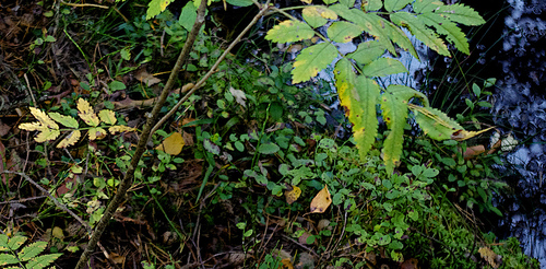 Vaccinium myrtillus, photograph 4
