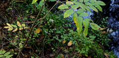 (c) Георгий Виноградов (Georgy Vinogradov), some rights reserved (CC BY) Vaccinium myrtillus, photograph (c) Георгий Виноградов (Georgy Vinogradov), some rights reserved (CC BY)